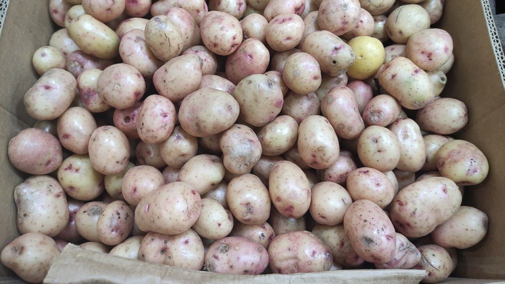 В 12 районах Брянщины ведется уборка раннего картофеля