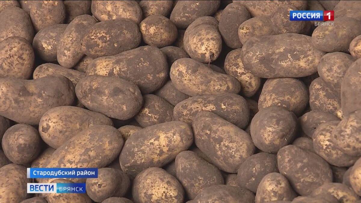 Брянские аграрии сообщают о рекордном урожае картофеля в регионе