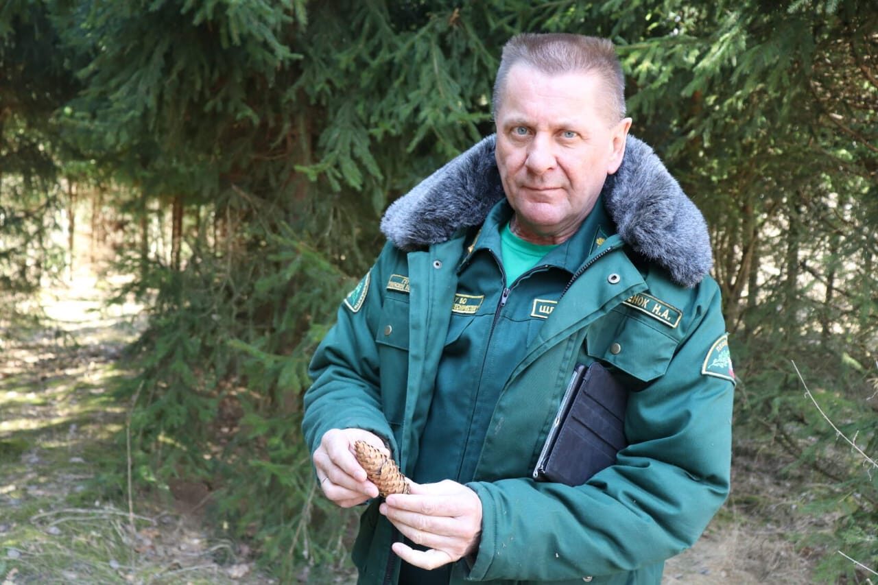 Живую ёлочку в лесу можно легально срубить за 55 рублей