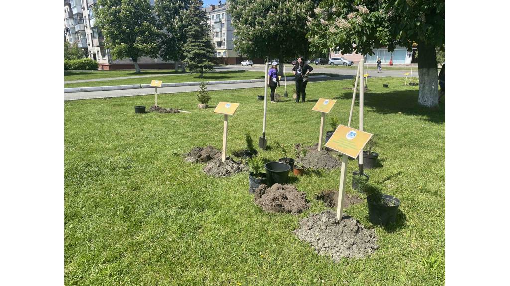 Около 50 деревьев и кустарников высадили в Брянске вокруг Дворца культуры имени Кравцова