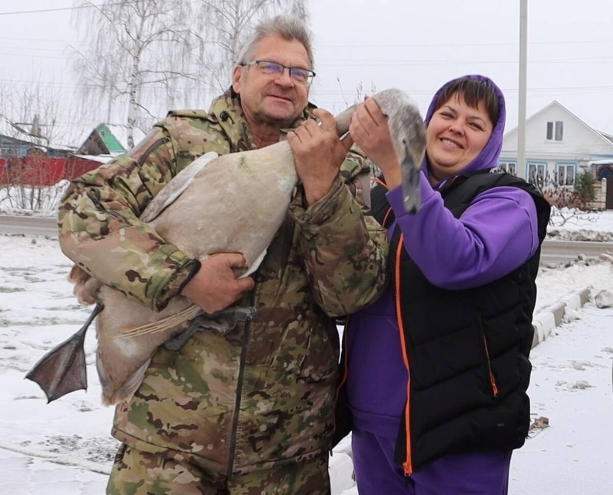 В Стародубе раненный в схватке с лисой лебедь пришел к людям