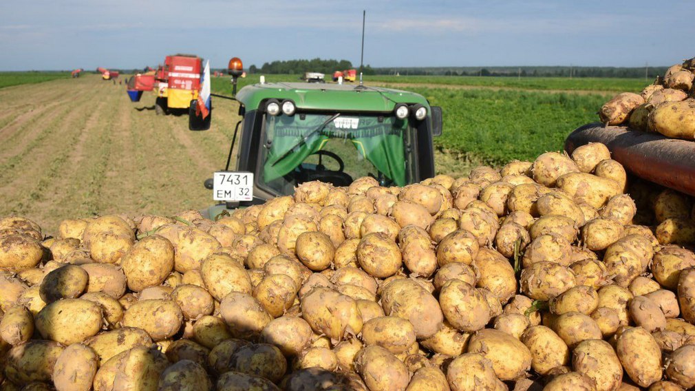 В Брянской области аграрии уберут картофель на площади 34,7 тыс. га