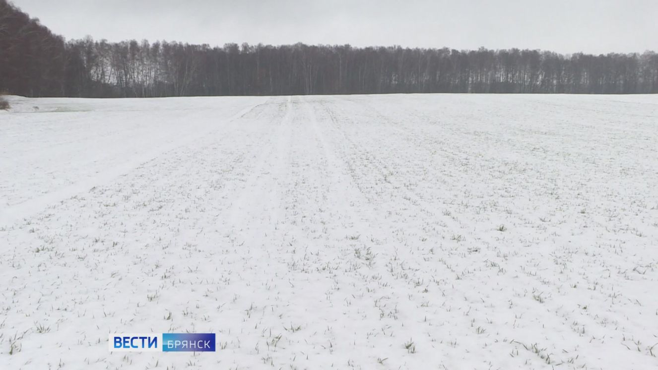 Хороший урожай озимых ожидают на Брянщине