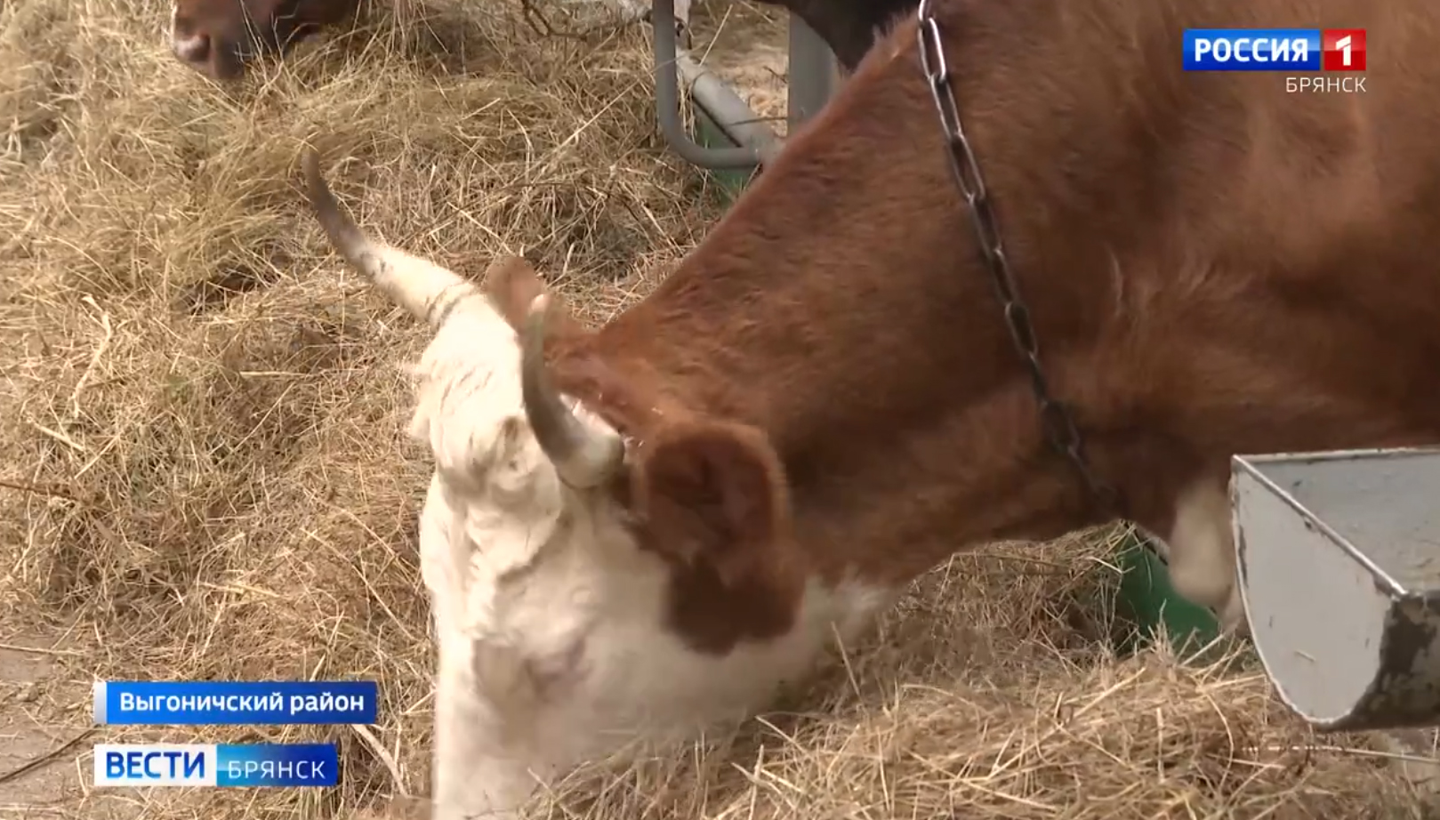 Животноводы Брянщины демонстрируют профессионализм в условиях сложной зимней погоды