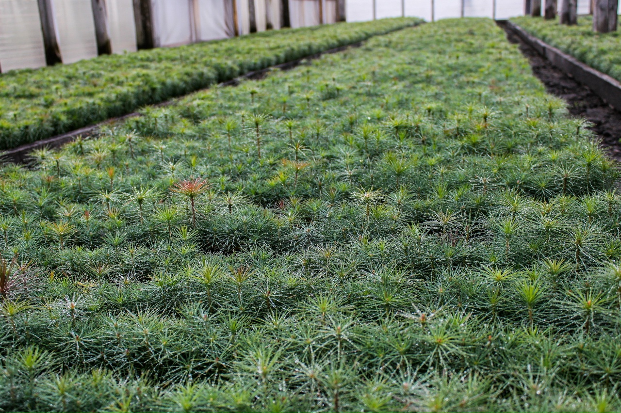 На территории Брянской области будет продолжена реализация регионального проекта «Сохранение лесов»